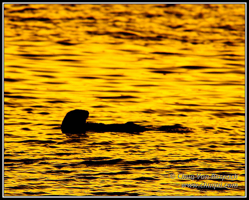 Sea Otter at Dawn
